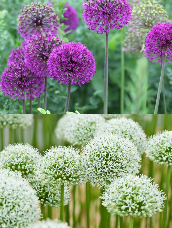 Allium Chelsea Collection